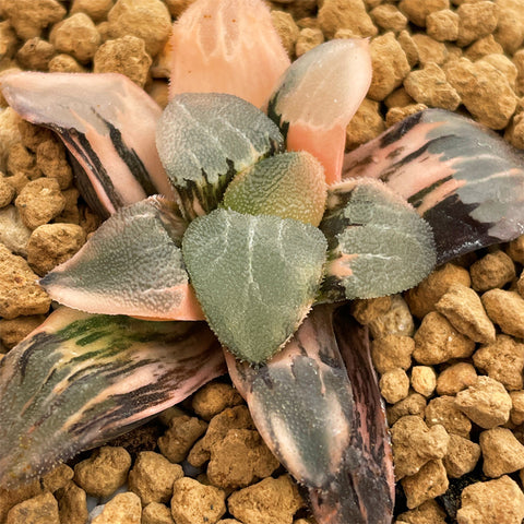 Haworthia Correcta Variegated