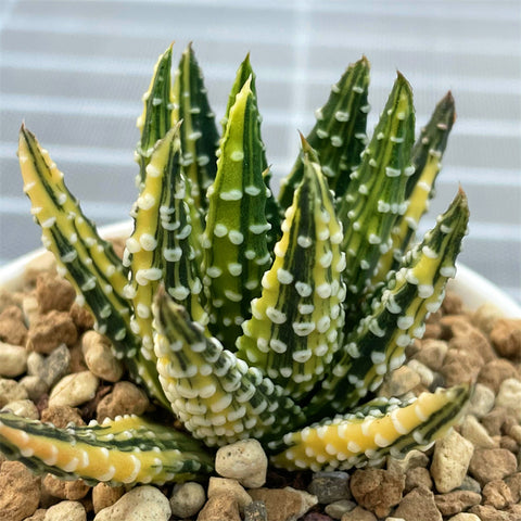 Haworthia Hard Leaf Pumila Donut Variegated