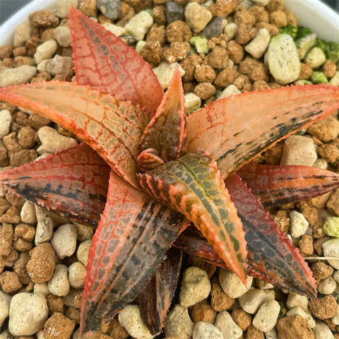 Haworthia Hard Leaf Dragon King Variegated