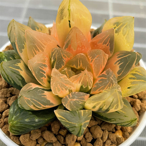 Haworthia FLOWER CRYSTAL reverse Variegated Big Size