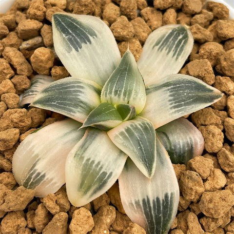 Haworthia Frozen Mirror Reverse Variegated