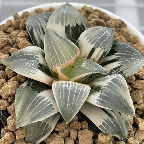 Haworthia Frozen Mirror Variegated