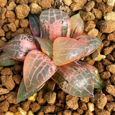 Haworthia Comproniana 'Glass Comptoniana' Variegated