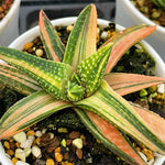 Haworthia Golden Eagle Variegated