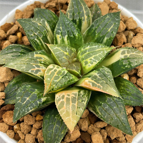 Haworthia Golden Queen Variegated