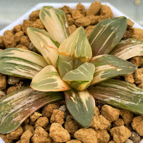 Haworthia Green Glass Variegated