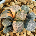 Haworthia Groenwardii Variegated