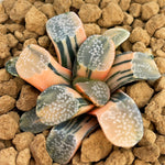 Haworthia Groenwardii Variegated