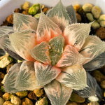 Haworthia Hakuteijo Variegated