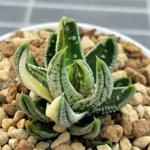 Haworthia Hard Leaf Emperor Variegated