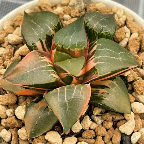 Haworthia Correcta Variegated