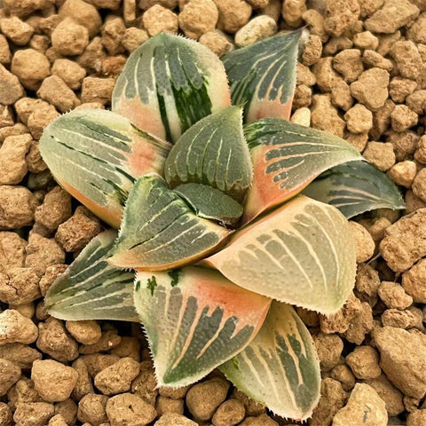 Haworthia Pygmaea Hybrid 'Amber' Variegated