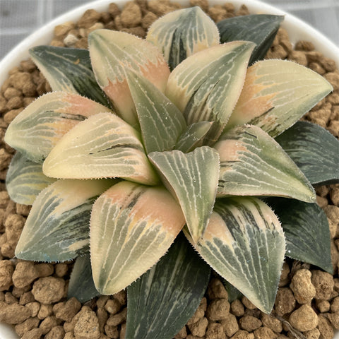 Haworthia Hybrid Variegated Mother Plant