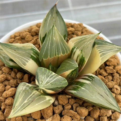 Haworthia Hybrid Variegated