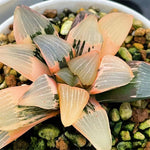 Haworthia Correcta Hetian NO. 1 Variegated