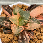 Haworthia Hopeful Dawn Variegated