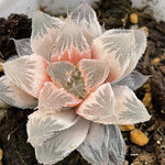 Haworthia Hakuteijo Reverse Variegated