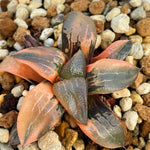 Haworthia Ice River Variegated