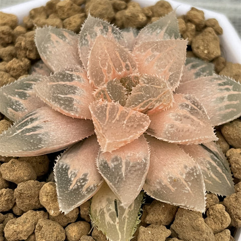 Haworthia Reversed Variegated 'Ice Sugar'