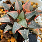 Haworthia Correcta Ice Surface Variegated