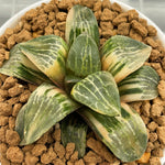 Haworthia Comptoniana Icy Night Variegated