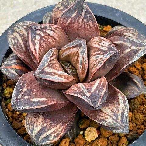 Haworthia Inca Rose Mother Plant Size