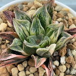 Haworthia Hybrid 'Ink Painting' Variegated