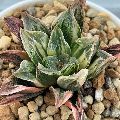 Haworthia Hybrid 'Ink Painting' Variegated