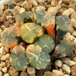 Haworthia Maughanii Jade Dragon Variegated