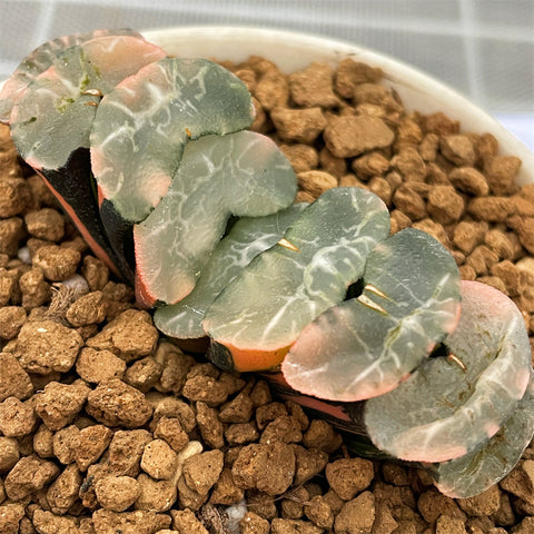 Haworthia Truncata Jade Peak Variegated