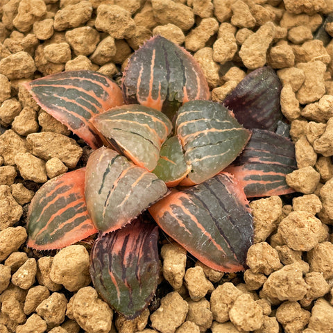 Haworthia Kaurijima Variegated