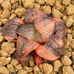 Haworthia Kaurijima Variegated