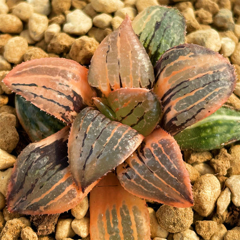 Haworthia Kaurijima Variegated