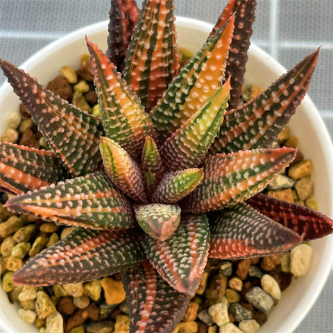 Haworthia Hard Leaf Koelmaniorum Hybrid Variegated