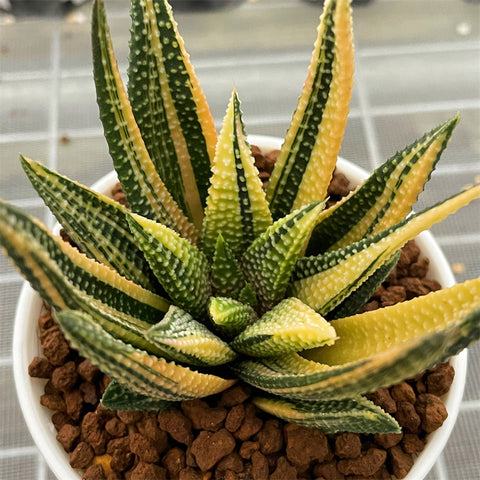 Haworthia Hard Leaf Koelmaniorum Hybrid Variegated