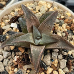 Haworthia Koelmaniorum Hybrid