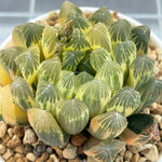 Haworthia Late Autumn Reverse Variegated