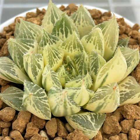 Haworthia Lotus Lantern Reverse Variegated