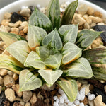 Haworthia Love Heart Variegated Small Size