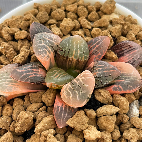 Haworthia Mangekyo Variegated