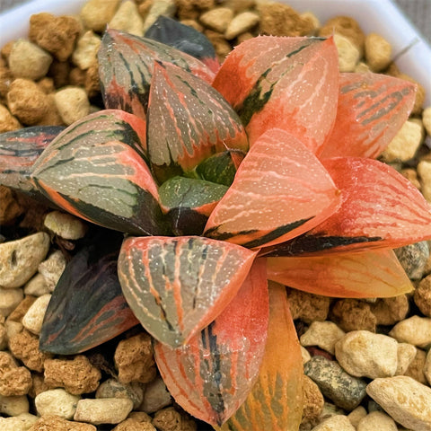 Haworthia Magic Queen Variegated