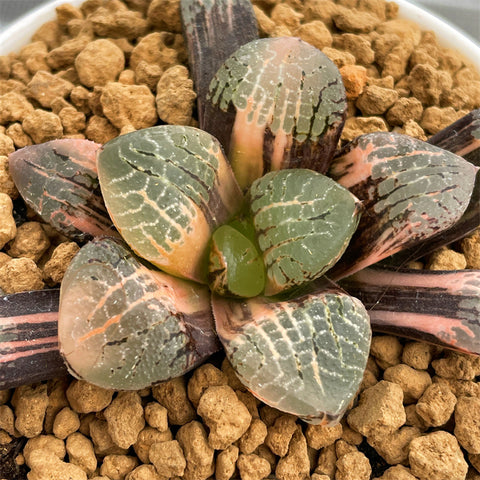 Haworthia Mangekyo Variegated