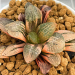 Haworthia Mangekyo Variegated