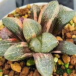 Haworthia Mangekyo Variegated