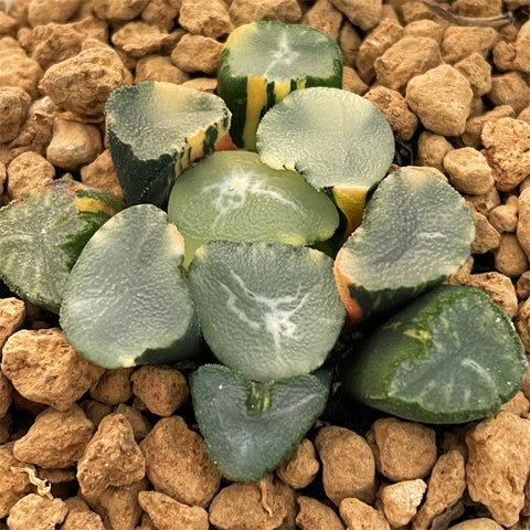 Haworthia Maughanii Bokyo Variegated