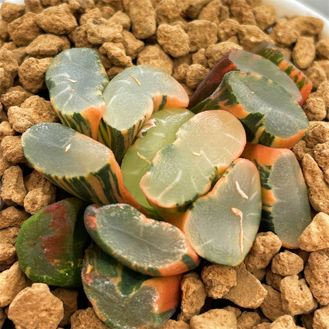 Haworthia Maughanii Lens Variegated