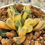 Haworthia Maughanii Reverse Variegated