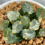 Haworthia Maughanii Tengai Variegated