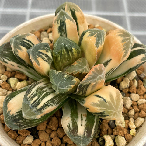 Haworthia Maughanii Variegated