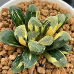 Haworthia Maughanii Variegated